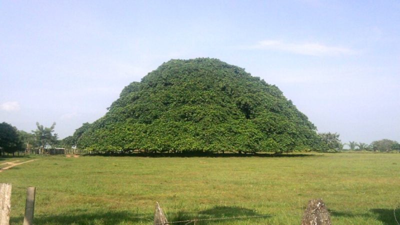 Colombia’s Largest Tree Is So Big in Diameter, It Has Grown Pillars to Support Its Branches