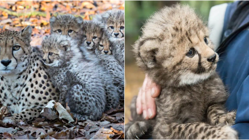 Witness the Rapid Growth of Six Playful Cheetah Cubs: Simply Irresistible!