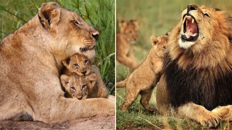 Discover the World of Baby Lions: More Than Just Savanna Princes