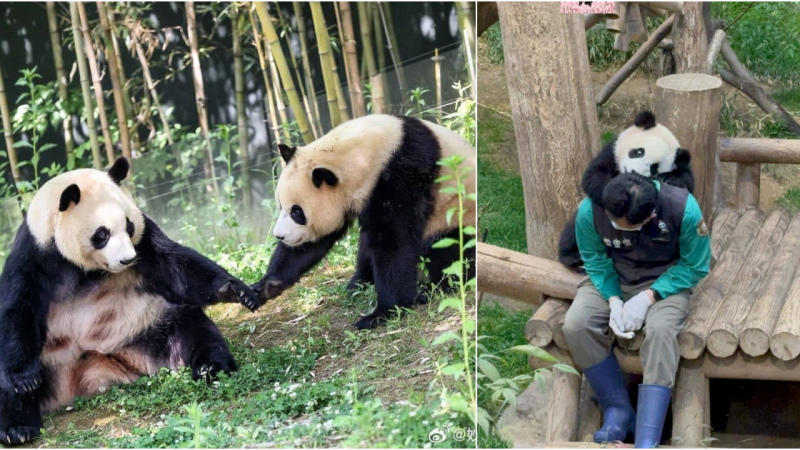 First panda born from natural breeding in South Korea returns to China