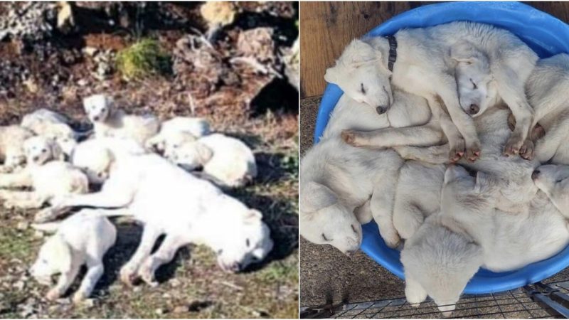 From Abandonment to Hope: The Remarkable Journey of a Mother Dog and Her Puppies
