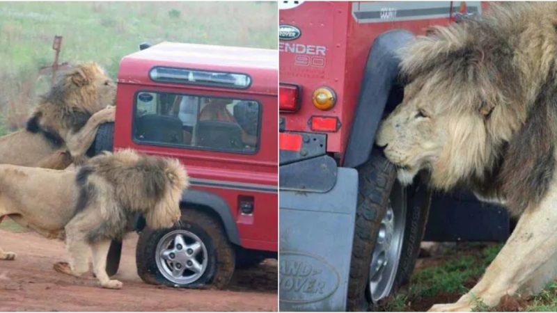 Lions Attack Safari Truck, Terrify Tourists in Serengeti National Park