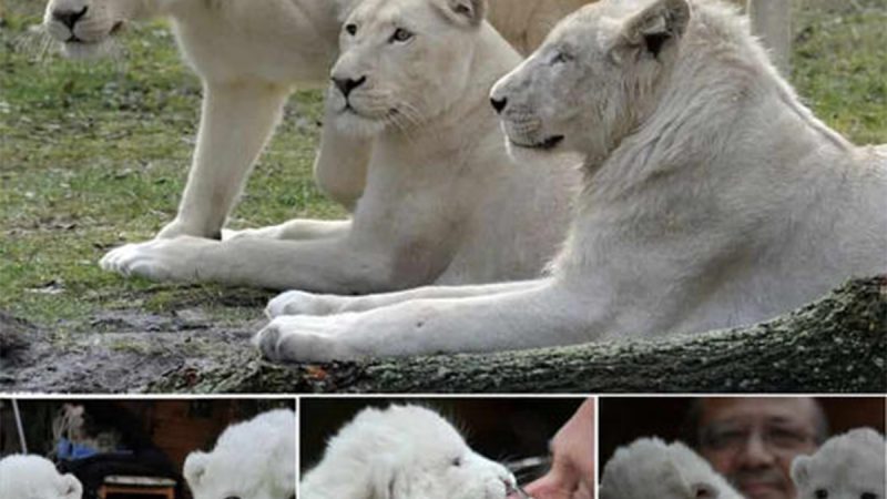 Rare White Lion Cubs Steal the Spotlight at Serengeti Park Debut