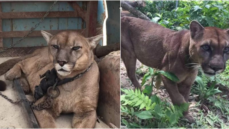 The Heartbreaking and Uplifting Tale of Mufasa the Mountain Lion