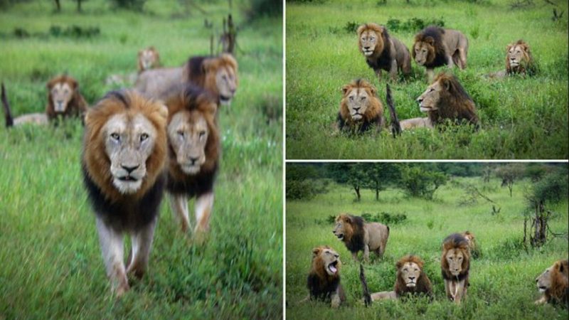 The deadliest all-boys’ club in the world: The coalition of lions that rules a region in Kruger National Park