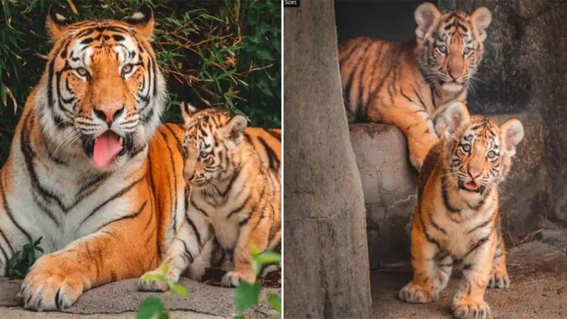 Toledo Zoo Celebrates Arrival of Adorable Amur Tiger Cubs!