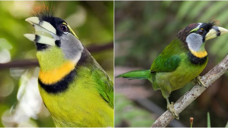 Meet the resplendent Flame-Crested Barbet, a creature of vibrant hues and captivating charm. Distinguished by its emerald plumage, silver cheek patches, and fiery tuft above its beak, this avian wonder is a sight to behold.