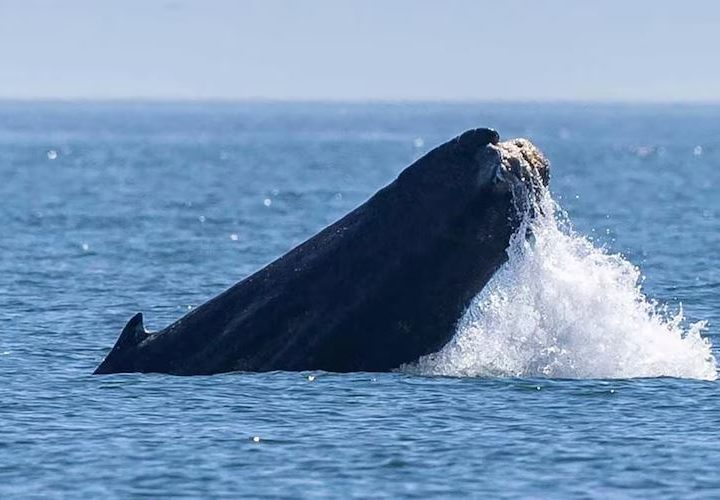 A humpback whale in Washington state is missing its tail. One expert calls the sight ‘heartbreaking’