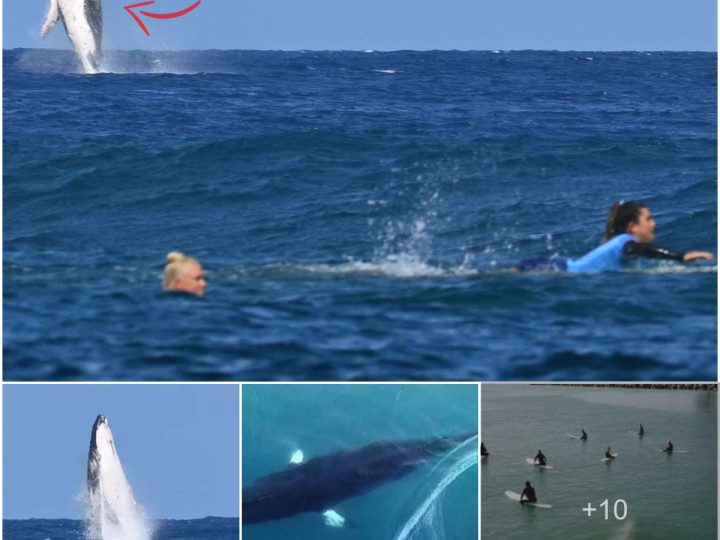 Breaching Whale Steals the Show During Paris Olympics Surfing Semifinal in Tahiti