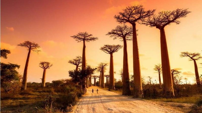 Walking Down The Avenue Of The Baobabs | Madagascar