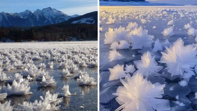 In the Dead of Winter, Blooming Flowers Can Be Found in the Arctic Ocean