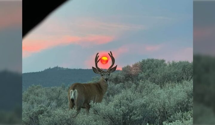 A Celestial Symphony: A Mule Deer’s Serendipitous Encounter with the Setting Sun