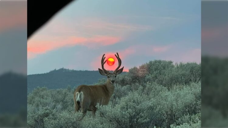 A Celestial Symphony: A Mule Deer’s Serendipitous Encounter with the Setting Sun