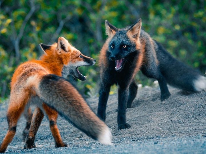 Fire Fox Discover One of the Rarest Animals on Earth and Its Unique Charm