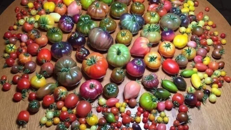 30 Types of Tomatoes: Exploring Different Varieties