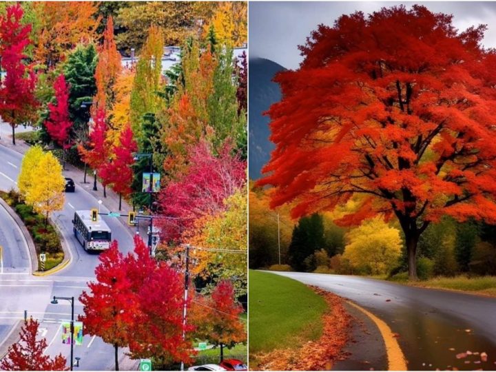 Fall Colors in Vancouver, Canada: A Mesmerizing Seasonal Transformation 🍁🍂