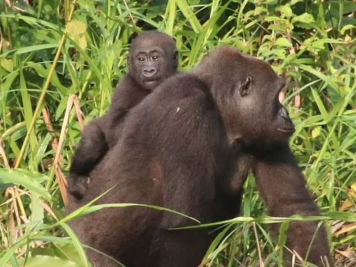 Gorilla Born in Captivity at Kent Sanctuary Becomes First to Father Babies in the Wild